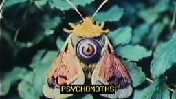 4. Psychomoths